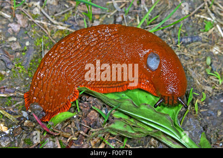 Rosso grande slug, maggiore red slug, cioccolato (Arion Arion rufus, Arion ater, Arion ater ssp. rufus), feed su una foglia, Germania Foto Stock