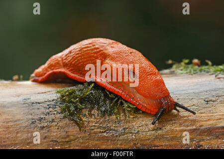 Rosso grande slug, maggiore red slug, cioccolato (Arion Arion rufus, Arion ater, Arion ater ssp. rufus), striscianti su un ramo, Germania Foto Stock