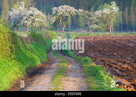 Fioritura di alberi da frutta frutteto con percorso, Belgio, Hesbaye Foto Stock