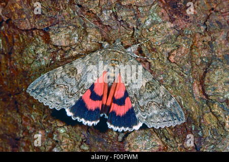 Underwing rosso, rosso Underwing Tarma (Catocala nupta, Phalaena nupta), butterfly dell'anno 2015, Germania Foto Stock