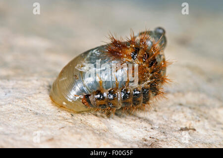 Falso firefly beetle (Drilus concolor), larva caughta va a passo di lumaca e feed su di esso, Germania Foto Stock