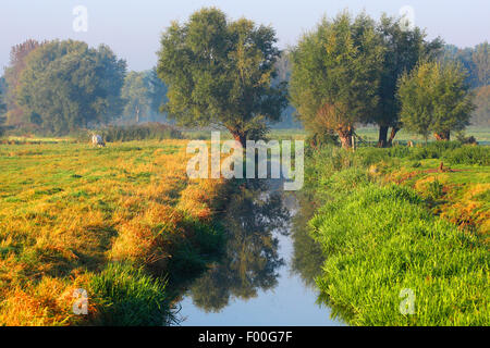 Willow, vimini (Salix spec.), Fossato e pollard gli alberi di salice in Langemeersen riserva naturale, Belgio Foto Stock