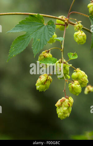 Luppolo (Humulus lupulus), infructescences, Germania Foto Stock