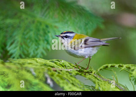 Firecrest (Regulus ignicapillus), maschile seduto su un ramoscello, Germania, Meclemburgo-Pomerania Occidentale Foto Stock