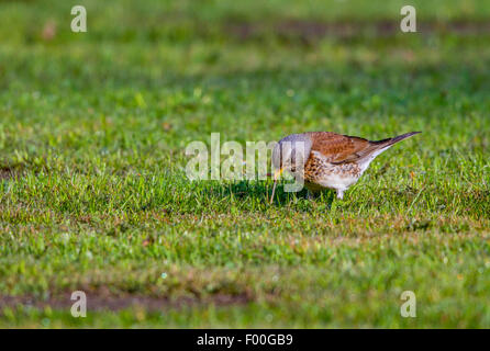 Allodole Cesene Beccacce (Turdus pilaris), strappo un worm di terra fuori del terreno, Germania, Meclemburgo-Pomerania Occidentale Foto Stock