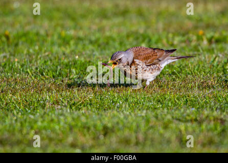 Allodole Cesene Beccacce (Turdus pilaris), mangiando un worm di massa in un prato, Germania, Meclemburgo-Pomerania Occidentale Foto Stock