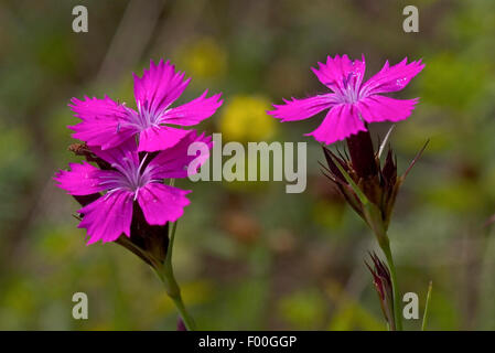 Rosa dei certosini, Clusterhead rosa (Dianthus carthusianorum), infiorescenza, Germania Foto Stock