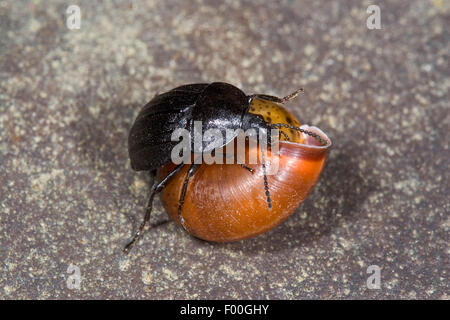 Phosphuga atrata (Phosphuga atrata, Silpha atrata), ha catturato una lumaca e feed su di esso, Germania Foto Stock