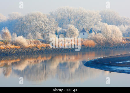 La riflessione di coperta di neve alberi lungo il fiume Schelda, Belgio Foto Stock