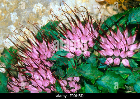 Tufted rampion cornuta, artiglio del diavolo (Physoplexis comosa, Phyteuma comosum), fioritura, Italia Foto Stock