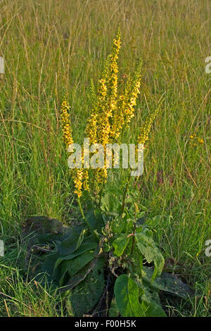 Nero, mullein Mullein scuro (Molène nigrum), fioritura, Germania Foto Stock
