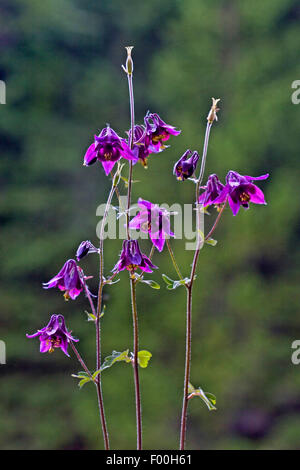 Aquilegia scura, nonna cofano, rosso scuro (Columbine Aquilegia atrata), fioritura, Germania Foto Stock