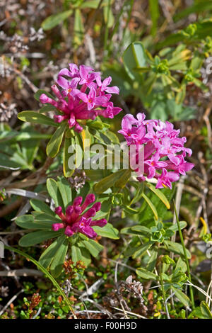 Di euforbia laurel (Daphne striata), fioritura, Germania Foto Stock