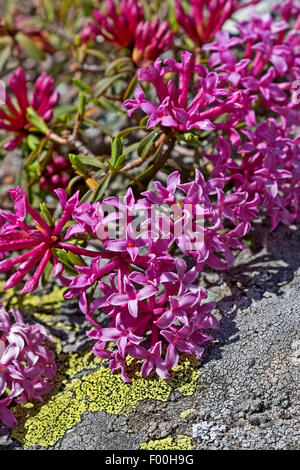 Di euforbia laurel (Daphne striata), fioritura, Germania Foto Stock