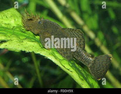 Blu-mento ancistrus, blu-mento xenocara, bushymouth catfish, oro bristlenose chiazze, big-fin bristlenose (Ancistrus dolichopterus, Xenocara dolichoptera), su una foglia di una pianta di acqua Foto Stock