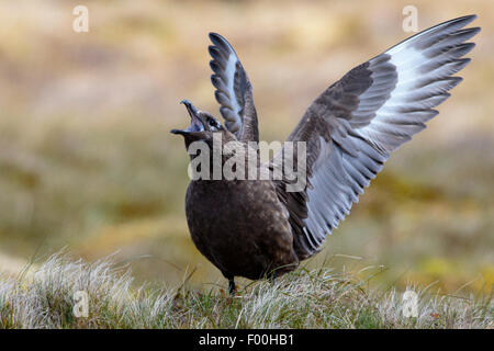 Grande Skua Stercorarius skua adulto visualizzazione e chiamando con ali sollevata Foto Stock