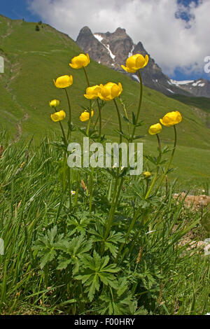 Globeflower (Trollius europaeus), fioritura su un prato di montagna, Germania Foto Stock
