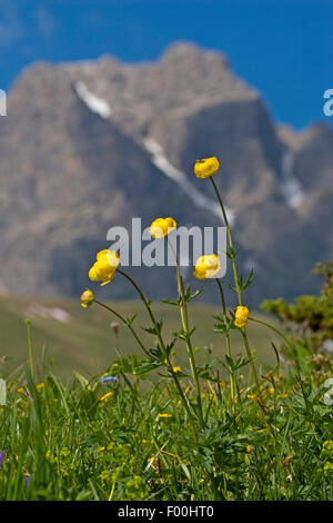 Globeflower (Trollius europaeus), fioritura su un prato di montagna, Germania Foto Stock