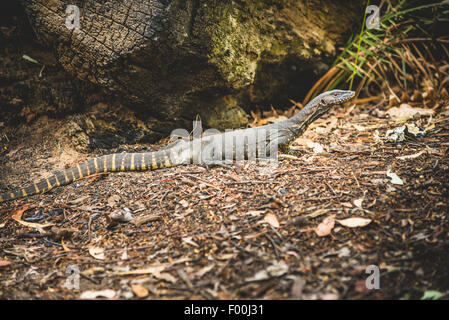 Goanna sul terreno, vicino caduto albero tronco Foto Stock