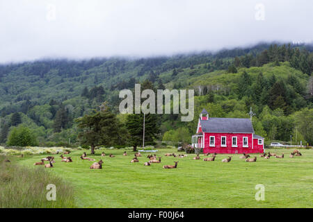 Allevamento di selvaggina elk che stabilisce nelle scuole cortile anteriore Foto Stock