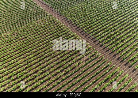 Vista aerea di un vigneto Foto Stock