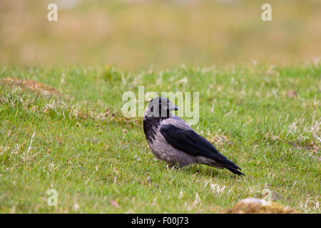 Cornacchia Mantellata Corvus cornix adulto appollaiato sul pascolo di ovini a sud delle Isole Shetland Nesting Foto Stock