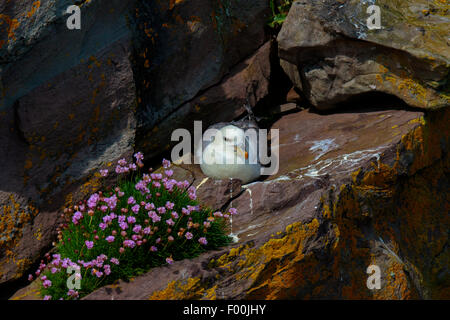 Northern Fulmar Fulmaris glacialis adulto su nest ledge con parsimonia e licheni Foto Stock