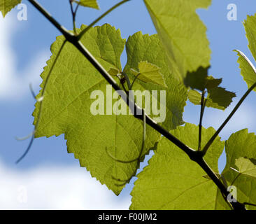 Weinblatt; Weisser Wein; Heilpflanze; Nutzpflanze; Kulturpflanze; vitis vinifera; Foto Stock