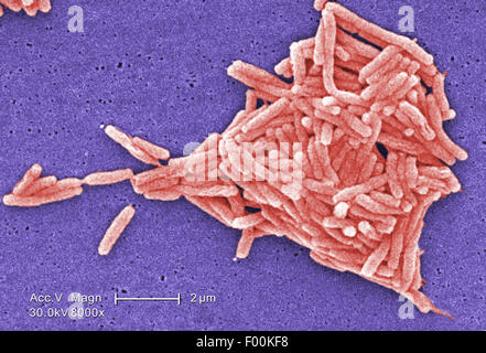Colorati scanning electron microfotografia (SEM) rappresentato un raggruppamento di batteri Gram-negativi Legionella pneumophila batteri. Max 8000X Foto Stock