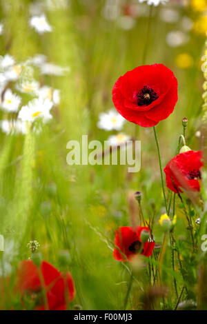 Fiori selvatici, tra cui il campo di papavero (Papaver rhoeas) e occhio di bue margherite (Leucanthemum vulgare) cresce su terreni incolti. Foto Stock