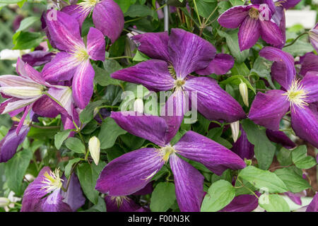 In prossimità di fiori viola di clematis jackmanii purpurea Foto Stock