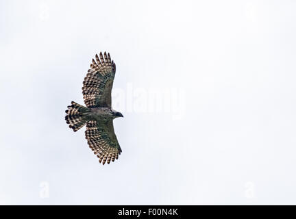 Mountain hawk Eagle, Nisaetus nipalensis volare nel cielo con spazio di copia Foto Stock