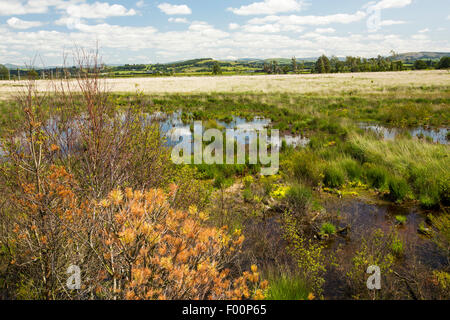 Foulshaw riserva naturale, una pianura sollevato bog in Sud Cumbria, Regno Unito, piantato dalla commissione forestale, anni fa, è ora in fase di ripristino alla sua precedente condizione. Foto Stock