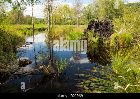 Foulshaw riserva naturale, una pianura sollevato bog in Sud Cumbria, Regno Unito, piantato dalla commissione forestale, anni fa, è ora in fase di ripristino alla sua precedente condizione. Foto Stock