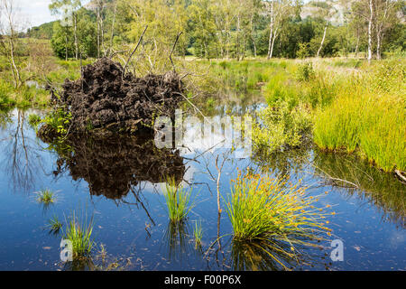 Foulshaw riserva naturale, una pianura sollevato bog in Sud Cumbria, Regno Unito, piantato dalla commissione forestale, anni fa, è ora in fase di ripristino alla sua precedente condizione. Foto Stock