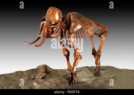 Columbian mammut, Mammuthus columbi, nel Pleistocene Ice Age, Platte sul fiume Colorado Foto Stock