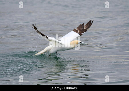 Adulto Northern Gannet tenendo fuori dal mare del Nord Foto Stock