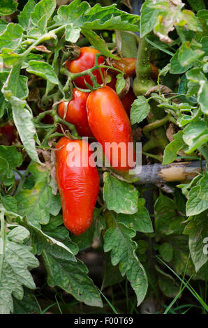 Pomodori San Marzano crescente sulla pianta nel giardino di casa, Spagna. Foto Stock