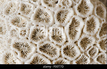 Close up sunbleached un pezzo di corallo morto, lavato fino sulla spiaggia, Thailandia. Foto Stock