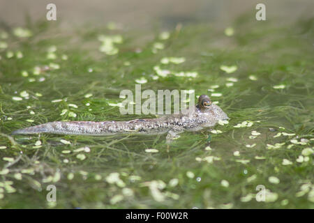 Un mudskipper in acque poco profonde. Foto Stock