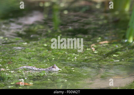 Un mudskipper in acque poco profonde. Foto Stock