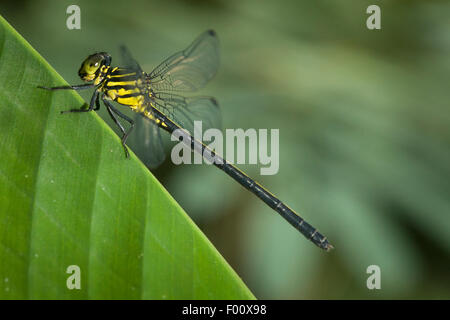 Una libellula arroccato su una foglia. Foto Stock