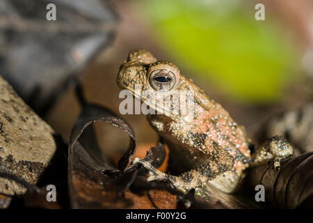 Fiume gigante toad (Phrynoidis juxtaspera). Foto Stock