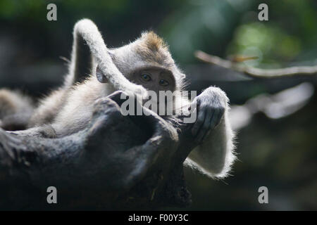 Granchio di mare mangiare macaco in appoggio su di un ramo. Foto Stock