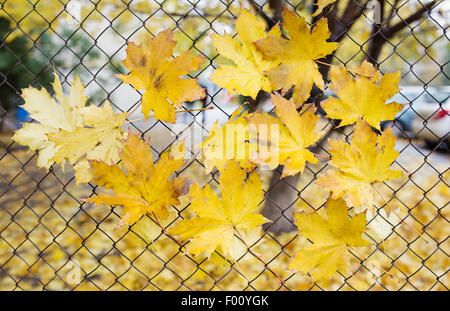 Un caduto foglie di autunno catturati da un recinto di filo Foto Stock