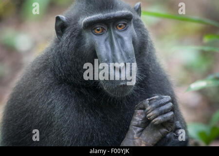 Ritratto di un macaco nero. Questa specie è endemica di Sulawesi e è criticamente minacciata di estinzione. Foto Stock