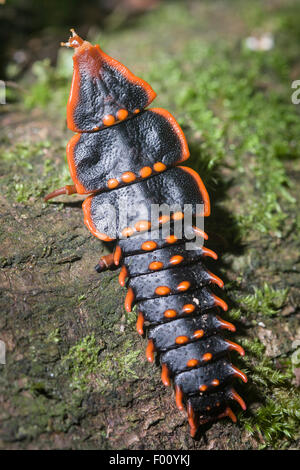 Una femmina di coleottero trilobata. Femmine mantengono la forma larvale anche come adulti, un eccellente esempio di neoteny. Foto Stock