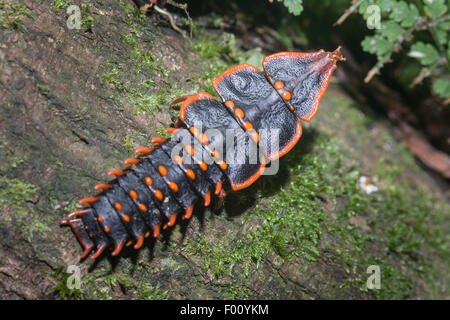 Una femmina di coleottero trilobata. Femmine mantengono la forma larvale anche come adulti, un eccellente esempio di neoteny. Foto Stock