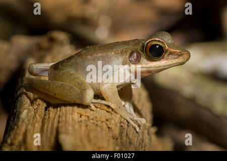 Il nord del torrente rana (orphnocnemis Meristogenys) presenta caratteristicamente grandi occhi. Foto Stock