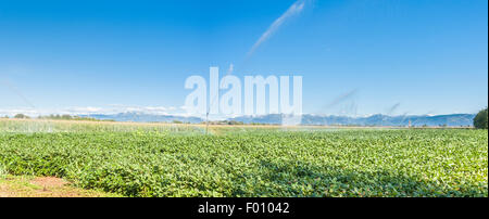 Campo di soia irrigate con sprinkler, sullo sfondo delle Alpi Foto Stock